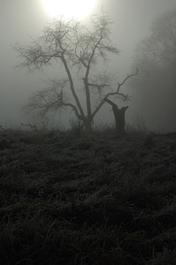 Dream mystical foggy photo