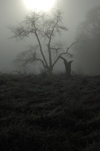 Dream mystical foggy