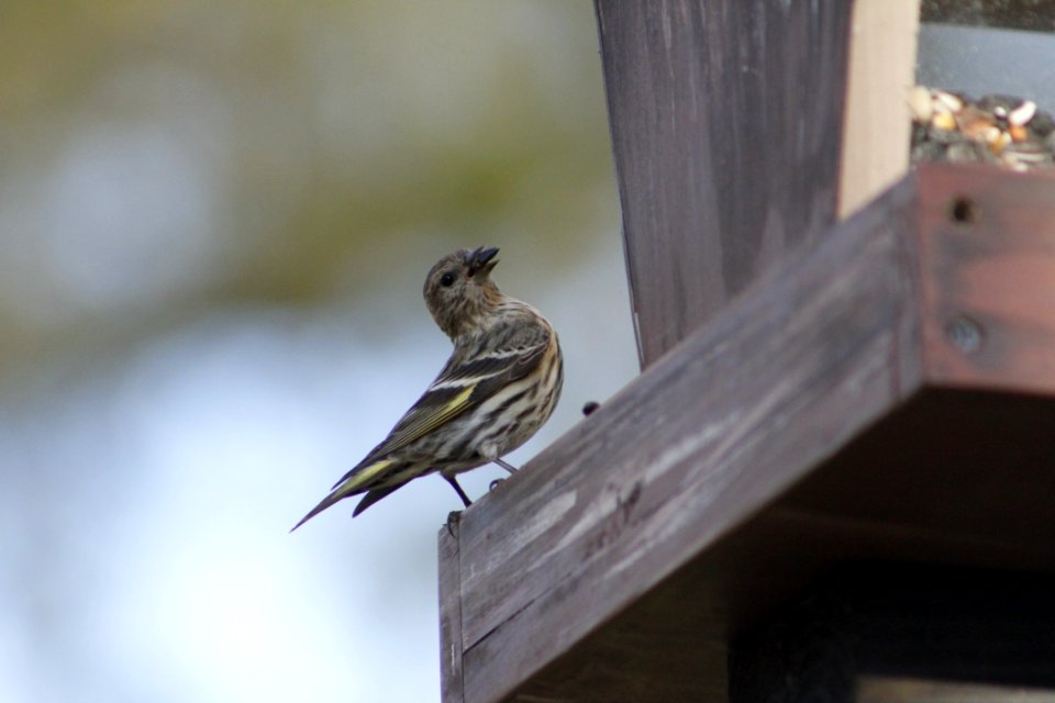 Bird Fauna Beak Finch photo