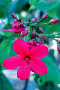 Flower Flora Pink Plant