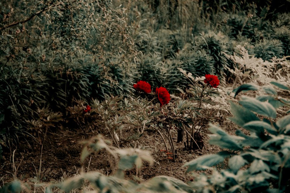 Red Petaled Flowers