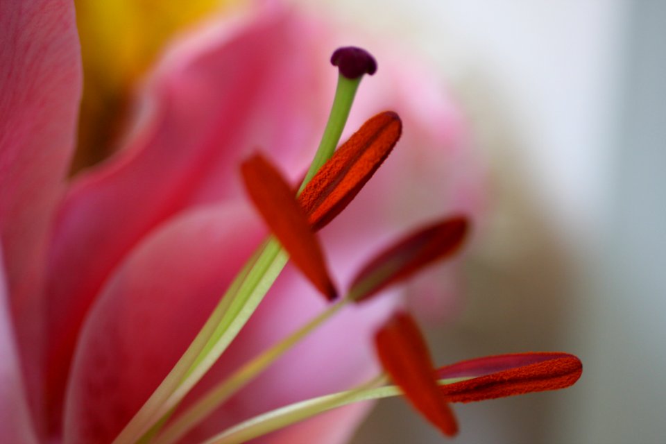 Flower Flora Pink Macro Photography