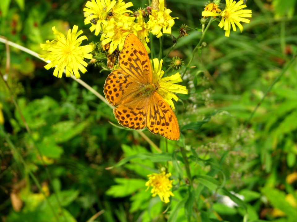 Flower Butterfly Moths And Butterflies Brush Footed Butterfly