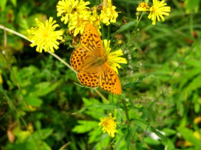 Flower Butterfly Moths And Butterflies Brush Footed Butterfly photo