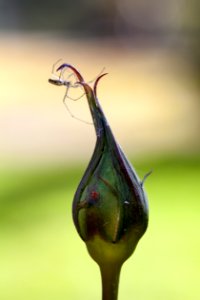 Flora Macro Photography Leaf Insect