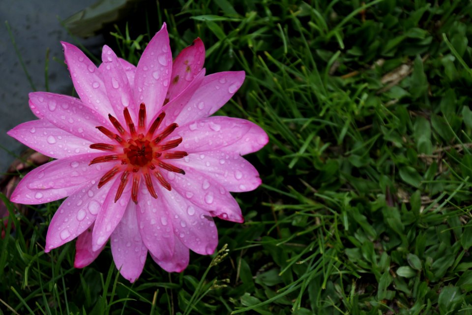 Flower Flora Plant Pink