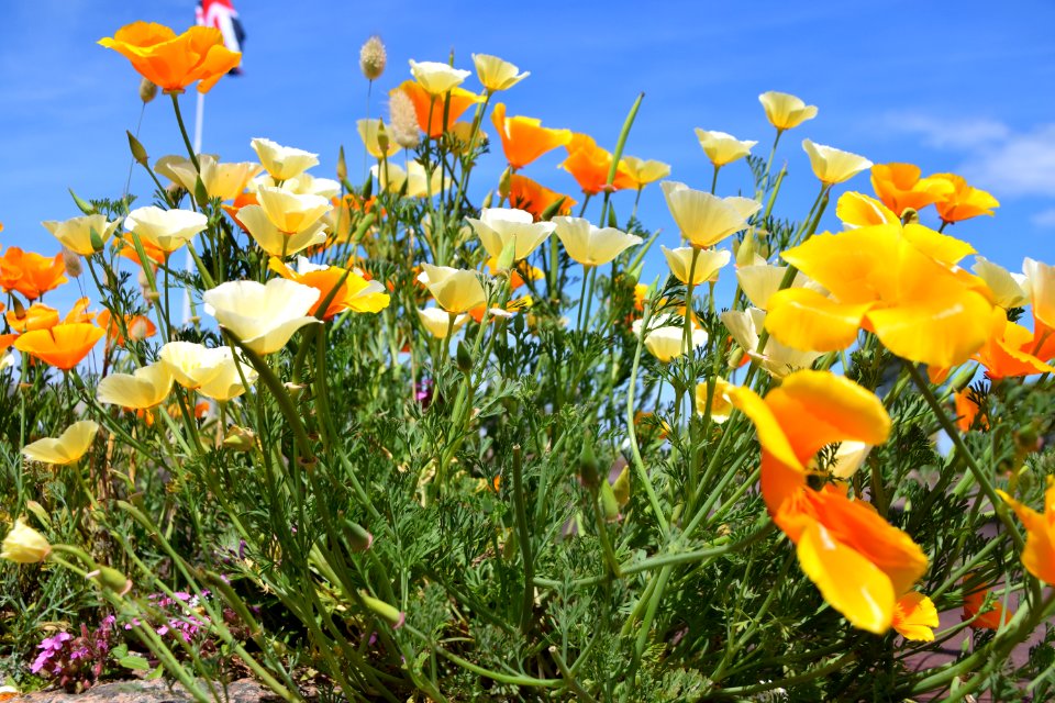 Flower Plant Wildflower Eschscholzia Californica