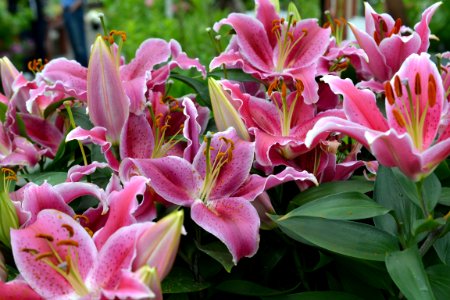 Flower Plant Lily Pink photo