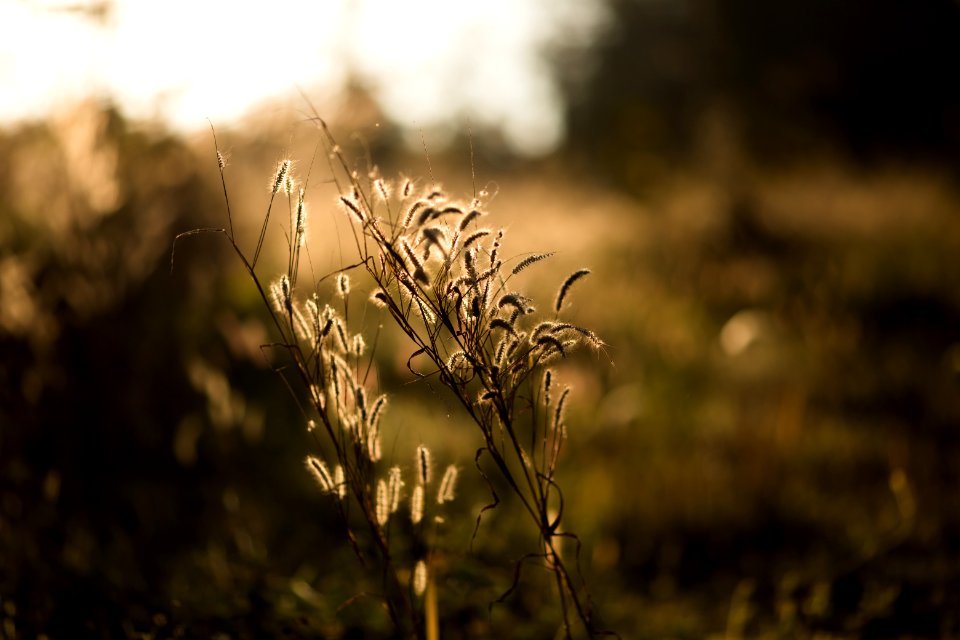 Selective Focus Photo Of Flower