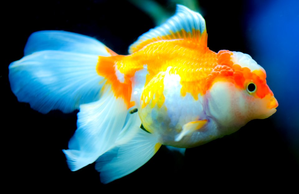 Orange And White Fish