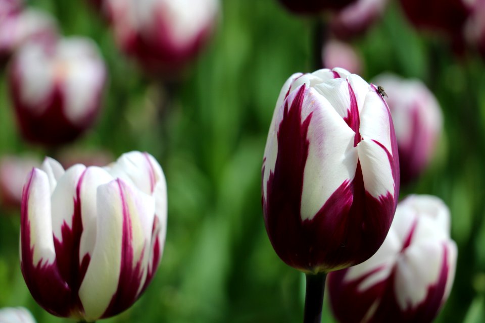 Flower Plant Flowering Plant Tulip