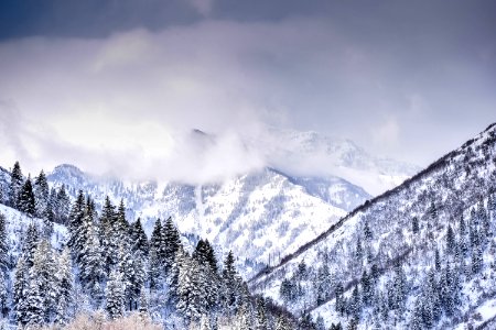 Mountain Covered With Trees And Snow photo