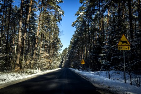 Gray Concrete Road Between Trees photo