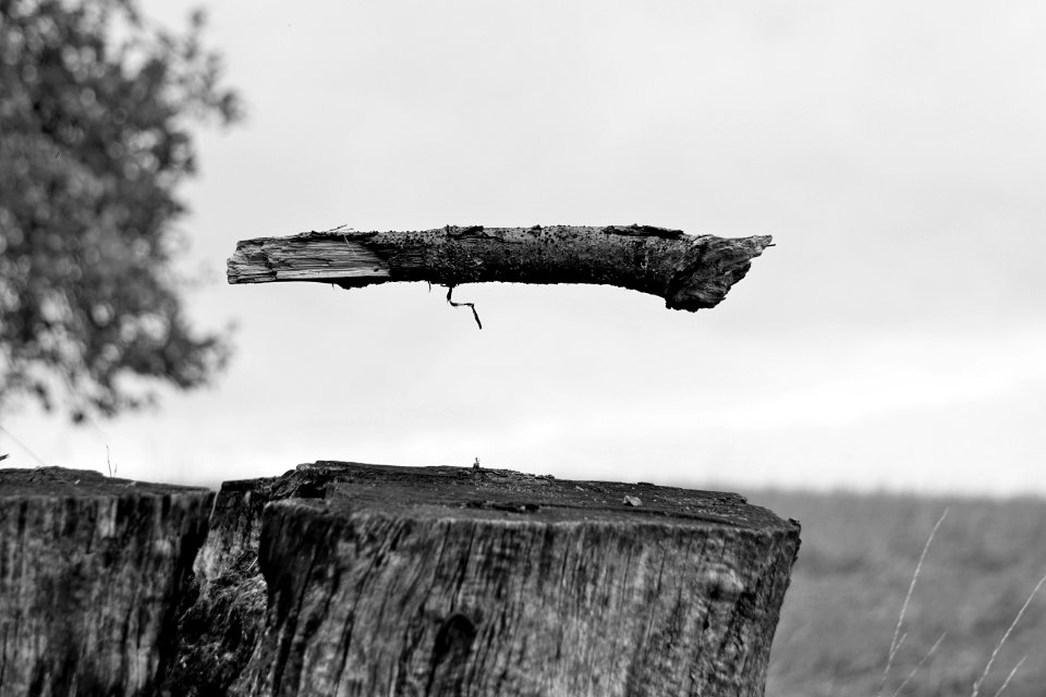 Black And White Monochrome Photography Sky Tree