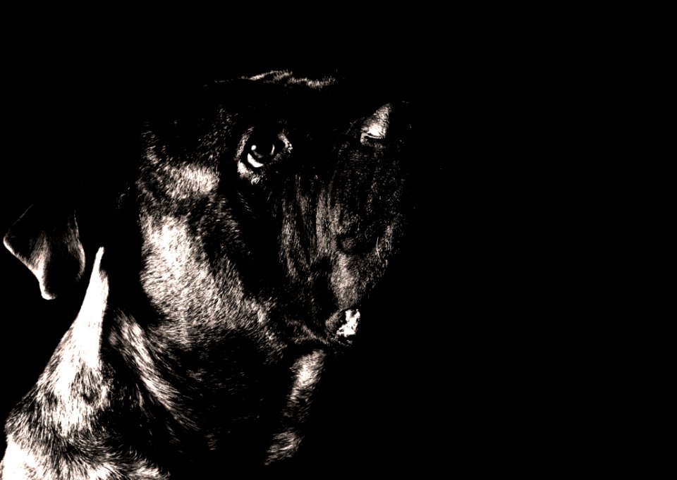 Photo Of Short-coated Dog