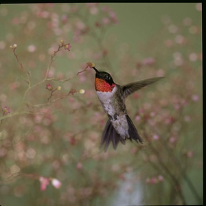 Throated ruby hummingbirds photo