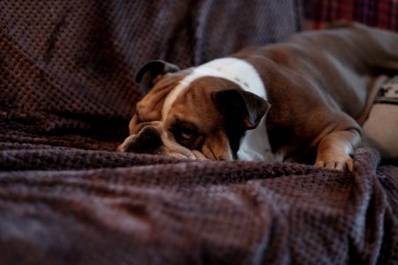 Brown Bulldog On Sofa photo
