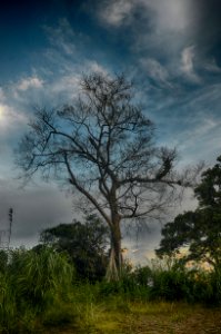 Brown Tree