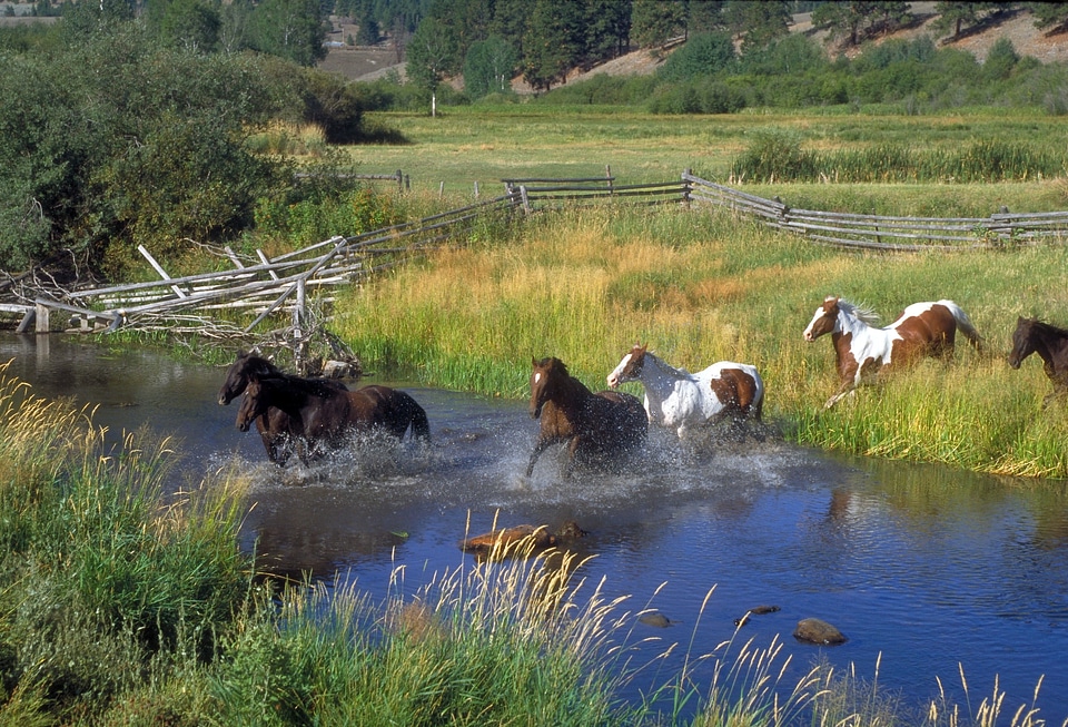 Stream water plants
