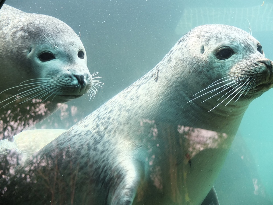 Sea lion aquarium water