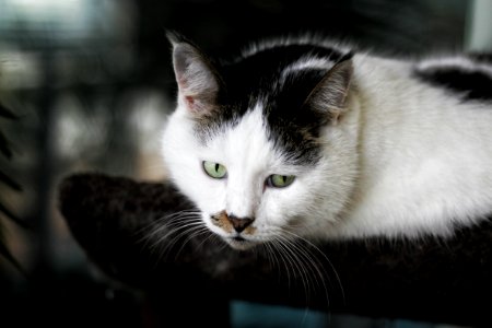 Shallow Focus Photography Of White And Black Cat photo