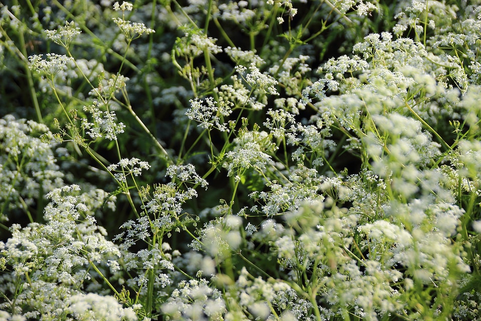Blossom bloom spring
