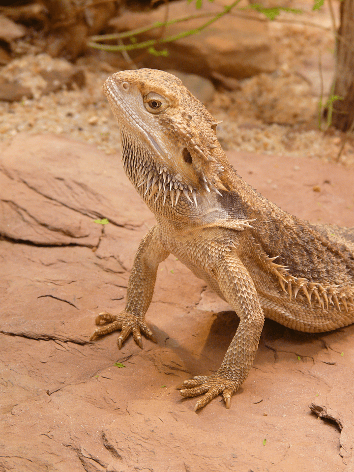 Agame reptile lizard