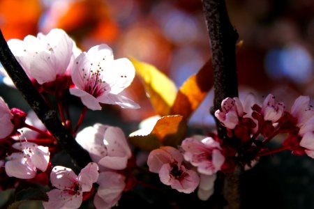 Close-up Photo Of Cherry Blossoms photo