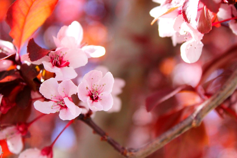 Selective Focus Of Sakura Tree