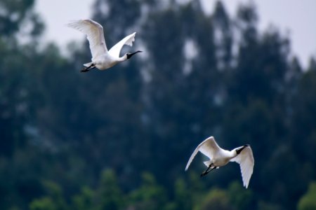 Two White Ibis Flying photo