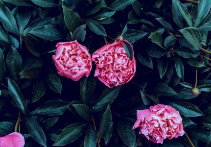 Close-Up Photography Of Pink Petaled Rose photo