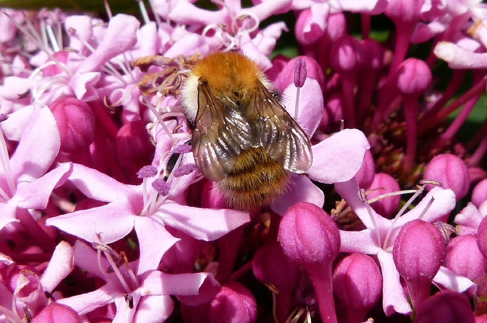 Bloom blossom insect