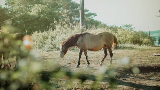 Brown Horses photo