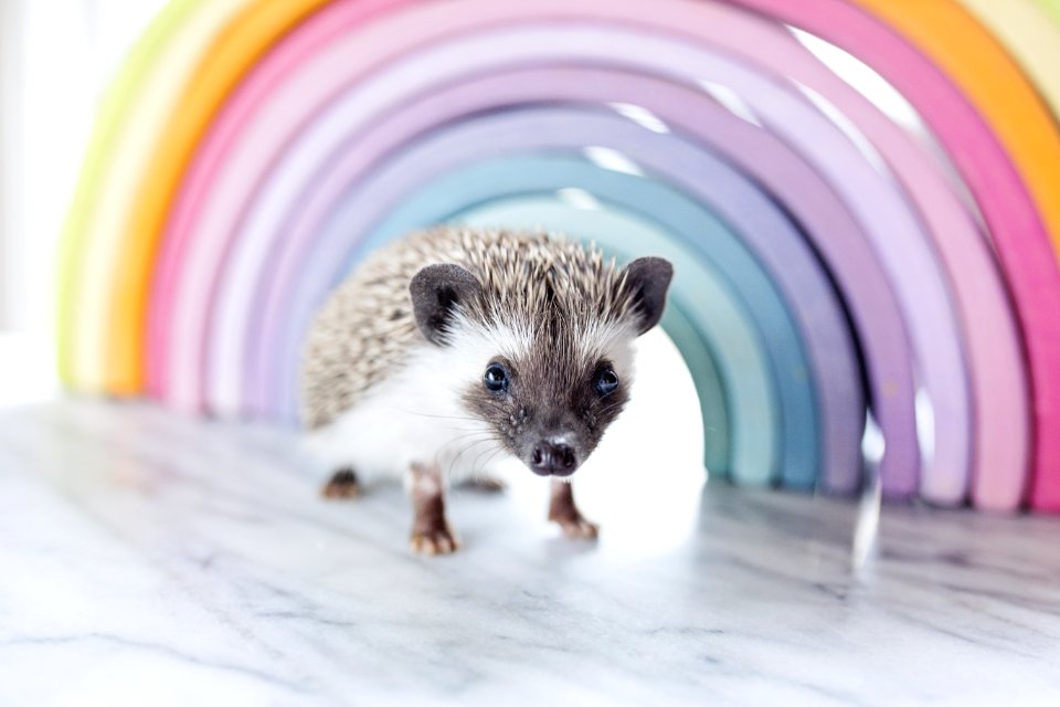 Close-up Photo Of A Hedgehog Beside Rainbow Curved Frame