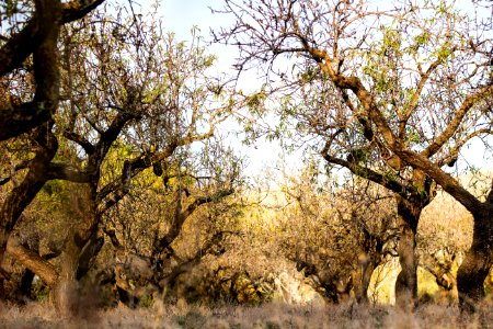 Photography Of Tree Branches