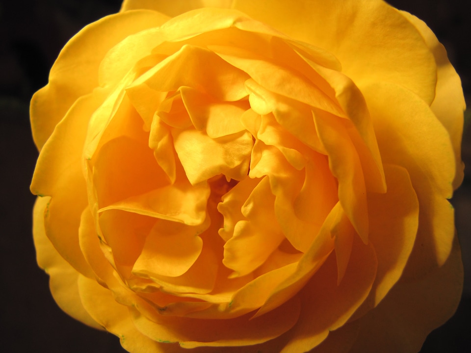 Yellow roses macro flower