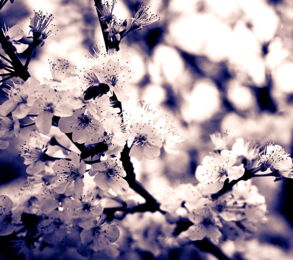 Beautiful Bloom Blooming