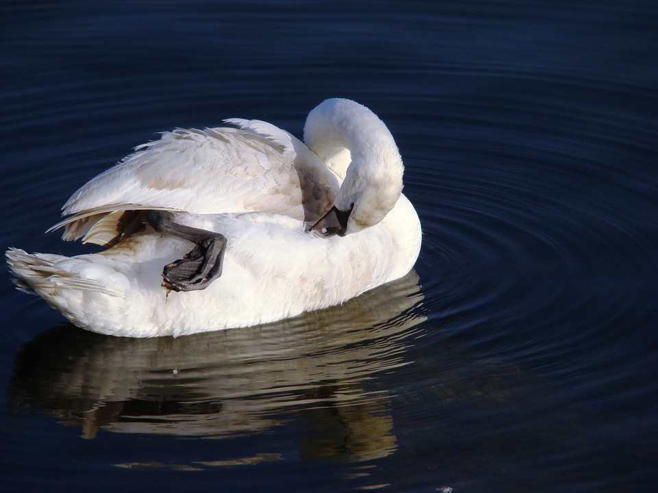 Duck bird cygnus bird