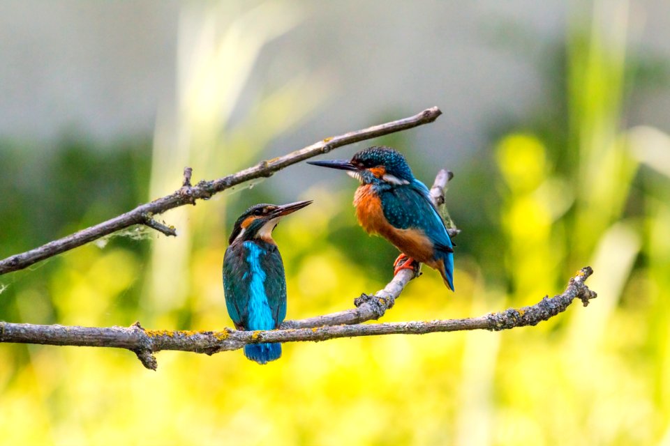 Animals Avian Birds