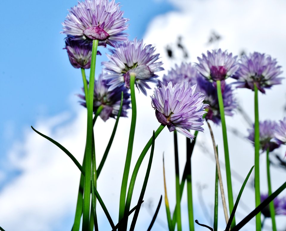Bloom Blooming Blossom