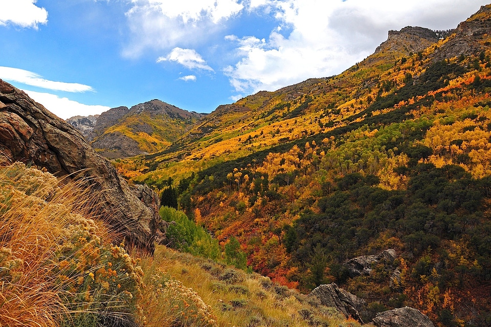 Valley forest trees