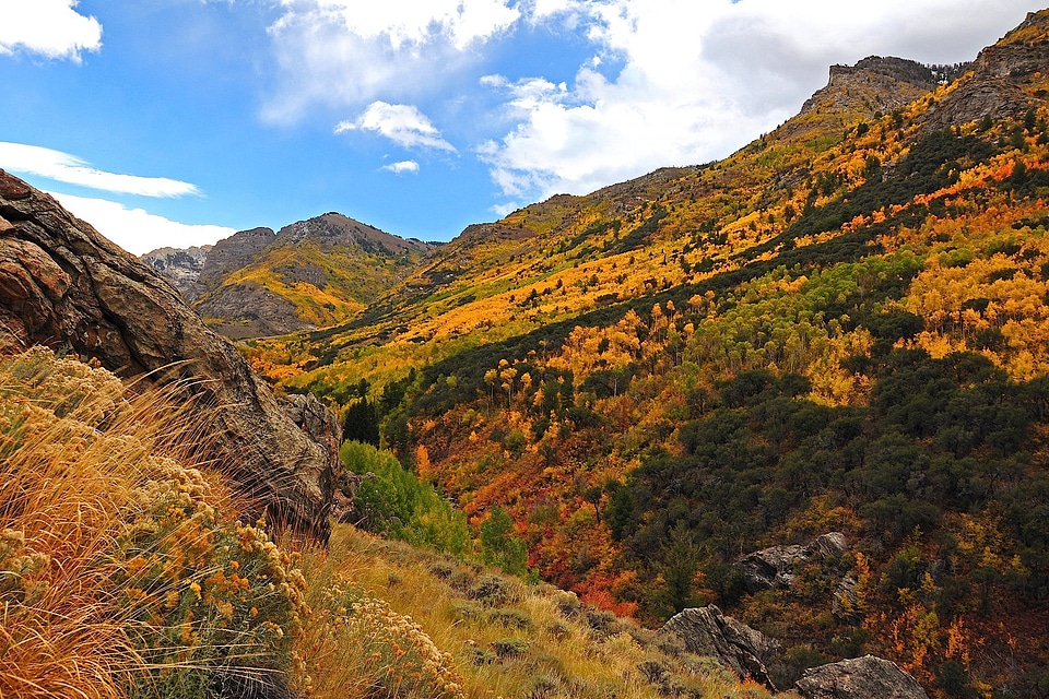 Valley forest trees photo