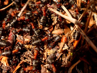 Animal Ants Blur