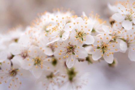 Close-up Photo Of White Petaled Flowers photo
