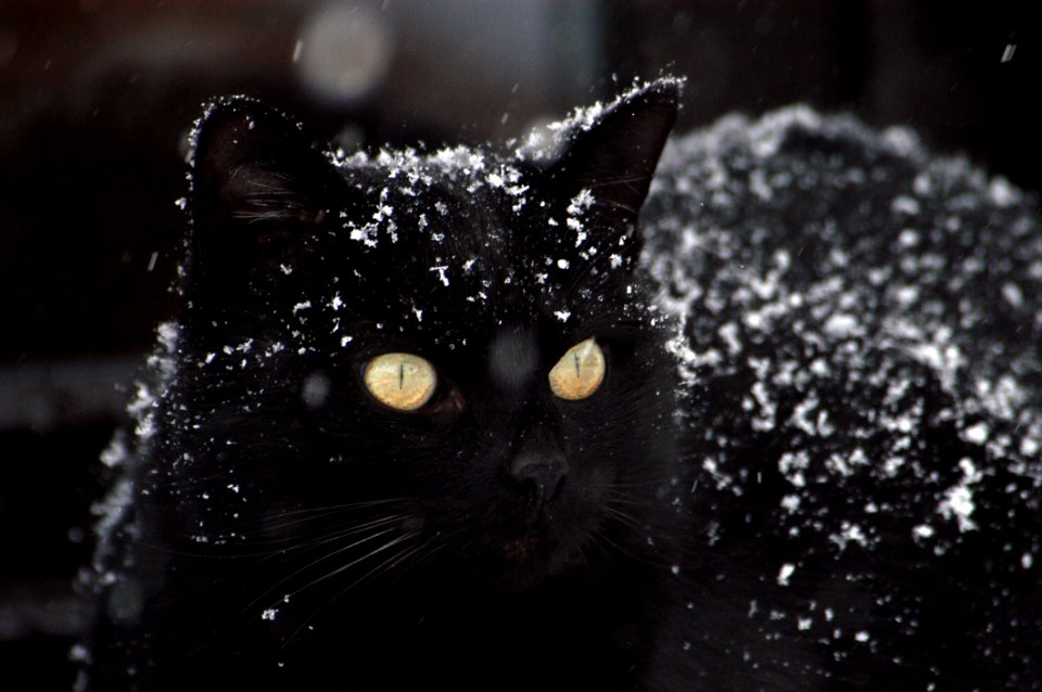 Adorable Animal Cat