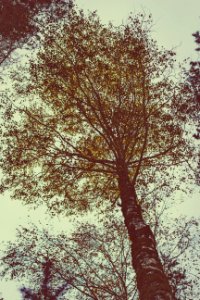 Branches Environment Forest