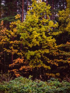 Autumn Colours Environment