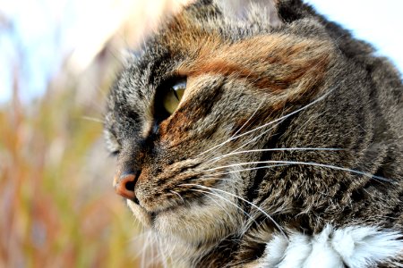 Adorable Animal Blur photo