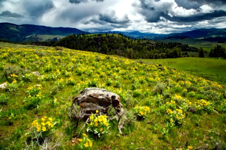 Clouds Field Flora photo