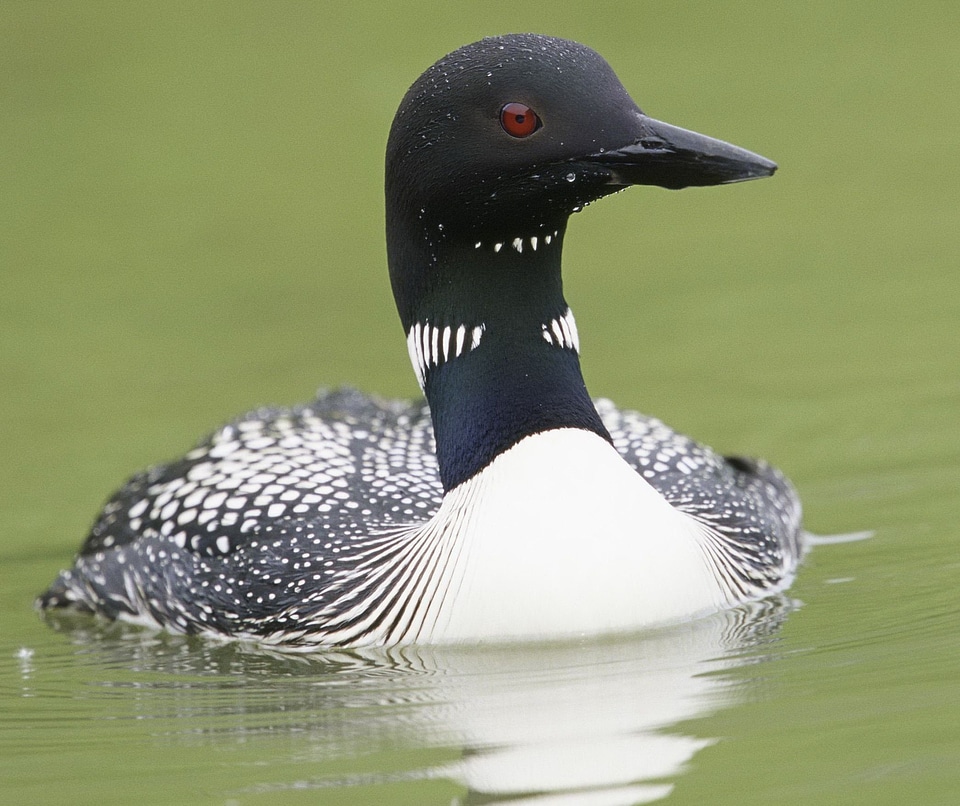 Birds animals fauna